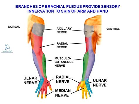 median nerve supply