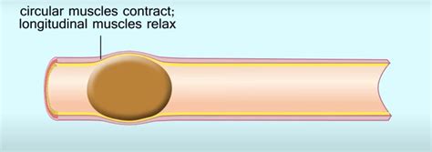 medical definition of peristalsis