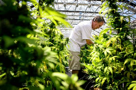 Medical marijuana growing requirements in Minnesota