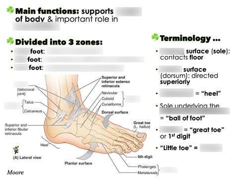 Medical Term For Underneath Toe