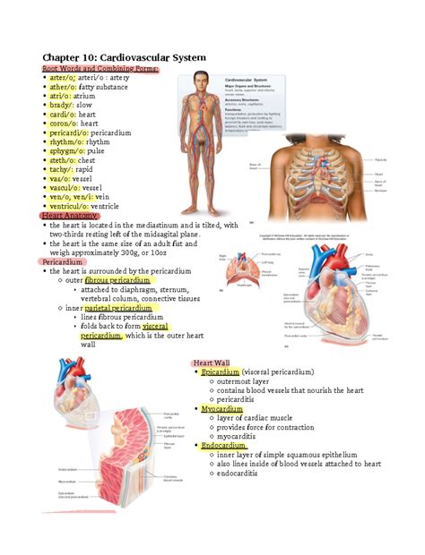 Medical Terminology Chapter 10 Image Labeling