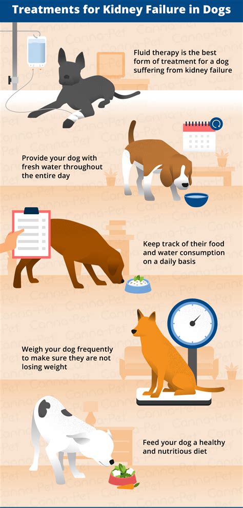 Medication For Dog Kidney Failure