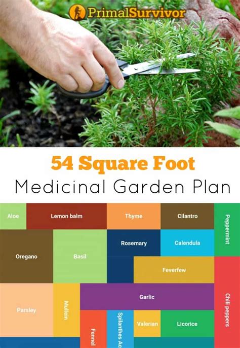 medicinal herb garden design plan template
