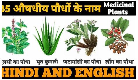 औषधीय पौधों के वैज्ञानिक नाम 50+ Medicinal Plants, Herbs