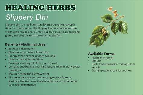 medicinal benefits of slippery elm