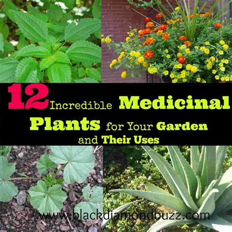 medicinal garden plants