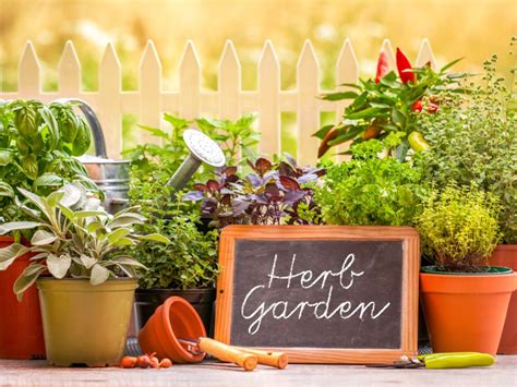 medicinal herb gardening