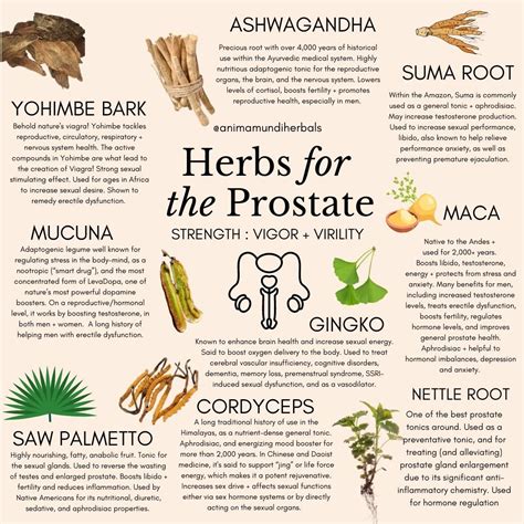 medicinal herbs for prostate cancer