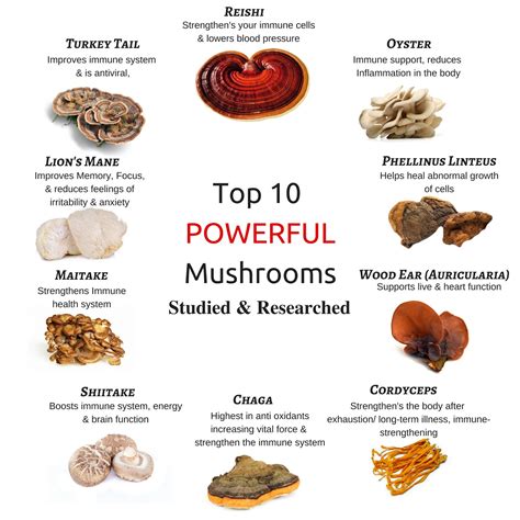 medicinal mushrooms and their benefits