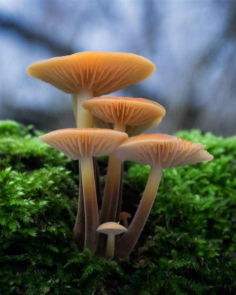 medicinal mushrooms can cure disease