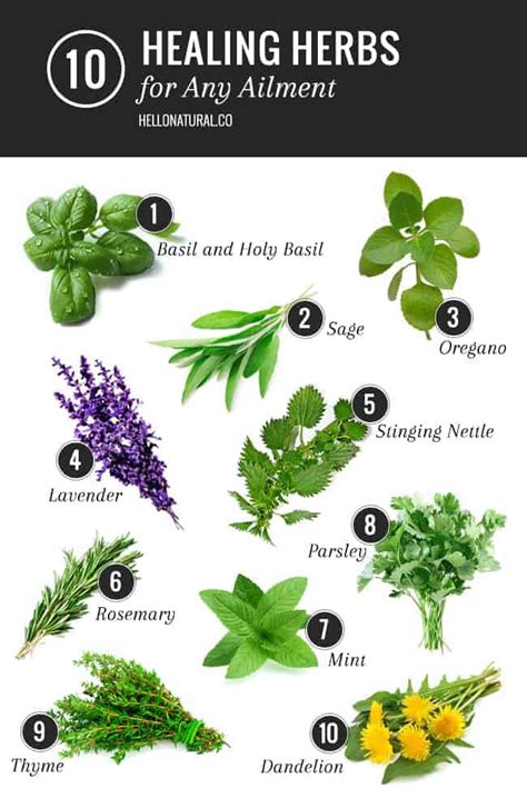 medicinal plants and herbs list