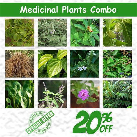 medicinal plants for sale