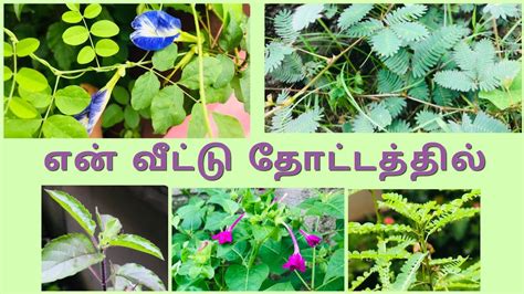 medicinal plants in tamil