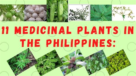 medicinal plants in the philippines