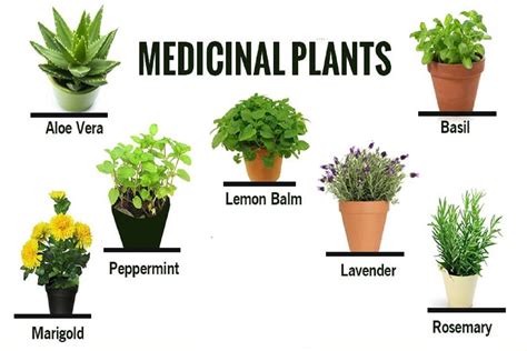 medicinal plants names and pictures