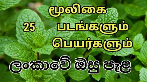 medicinal plants names in tamil