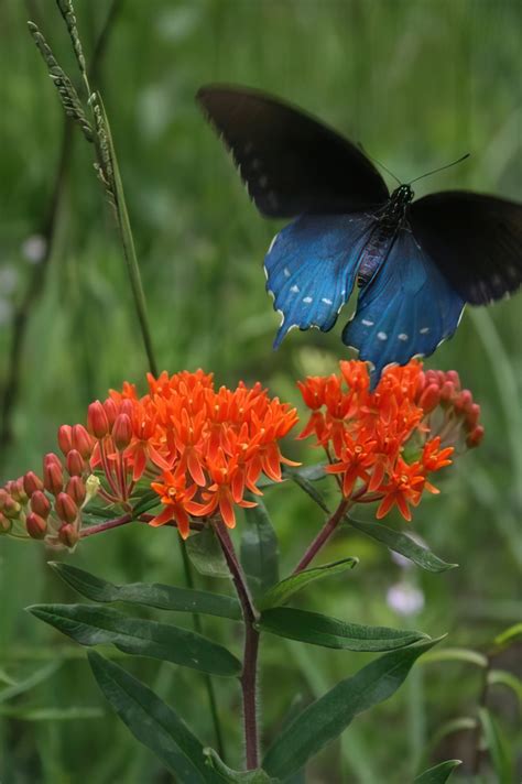 medicinal plants native to louisiana