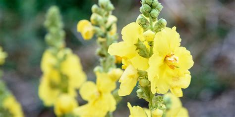 medicinal plants north carolina