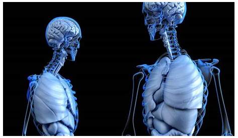 El proyecto para crear el mapa 3D del cuerpo humano más detallado hasta
