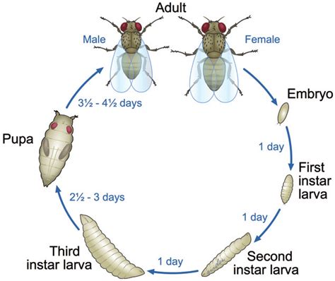 mediterranean fruit fly life cycle