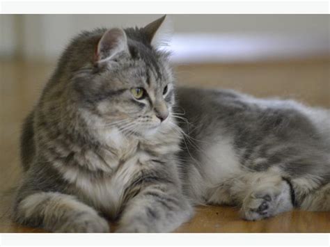  79 Popular Medium Length Hair Tabby Cat For New Style