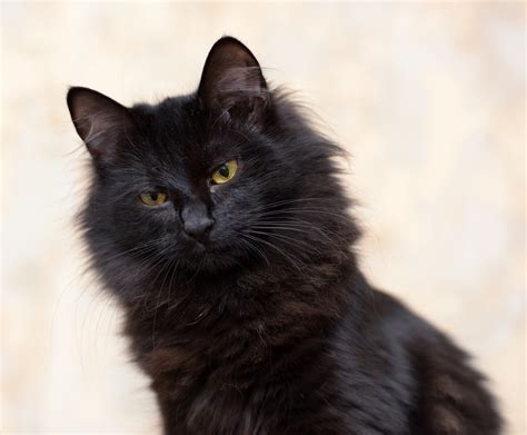 This Medium Long Hair Black Cat For Bridesmaids