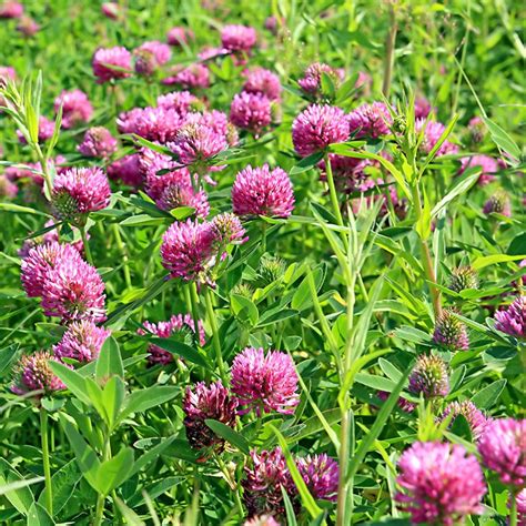 medium red clover seed for sale