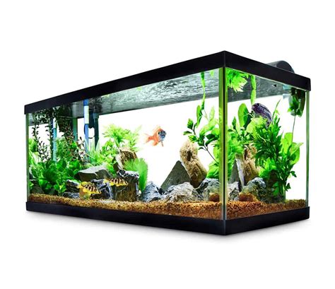 medium size fish tank