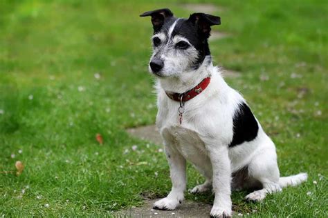 Medium Size Jack Russell