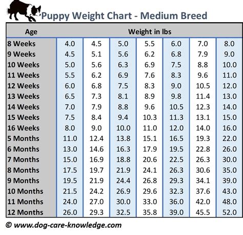 medium sized dogs weight