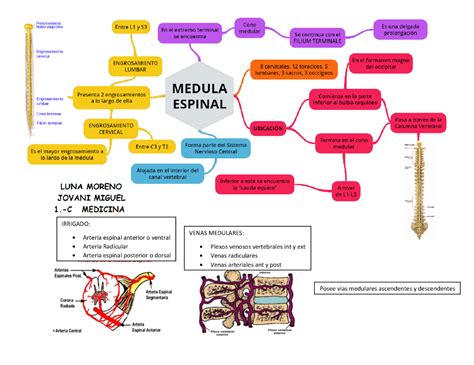 medula espinal mapa conceptual Buscar con Google Map, Life, Map