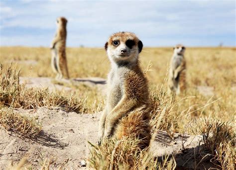 Meerkat