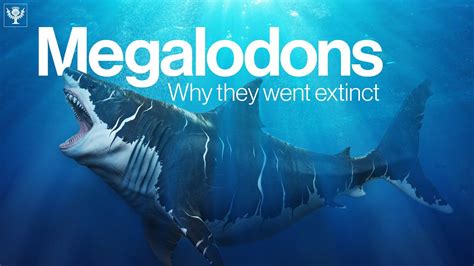 Megalodon Is Extinct