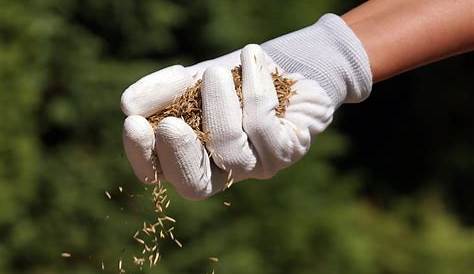 Quand semer du gazon ? La bonne période pour réussir sa pelouse