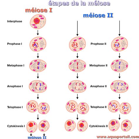 meiose