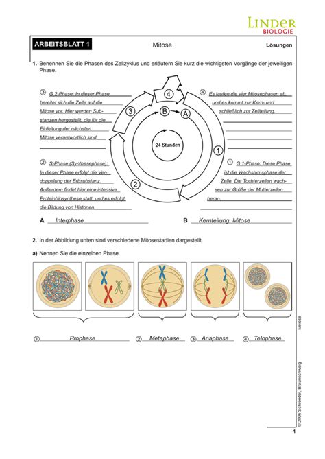 meiosis stages worksheet için resim sonucu Rehber öğretmen, Biyoloji, Rehber