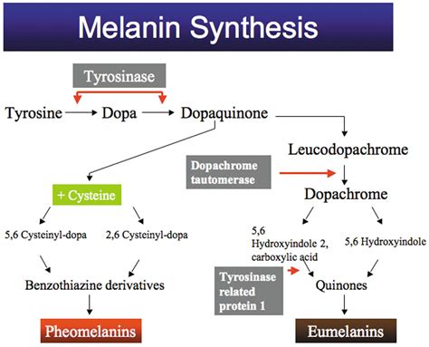 melaninsynthese