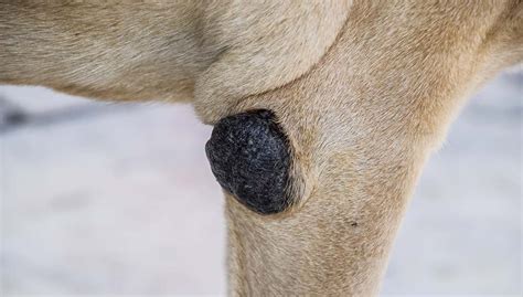 melanocytic tumors in dogs