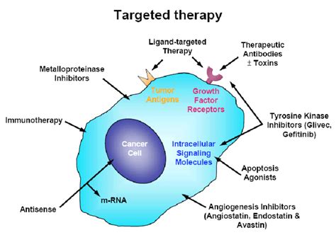 melanoma biology and new targeted therapy