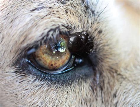 melanoma in dogs eyelid