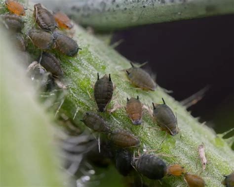 Melon Aphid Control