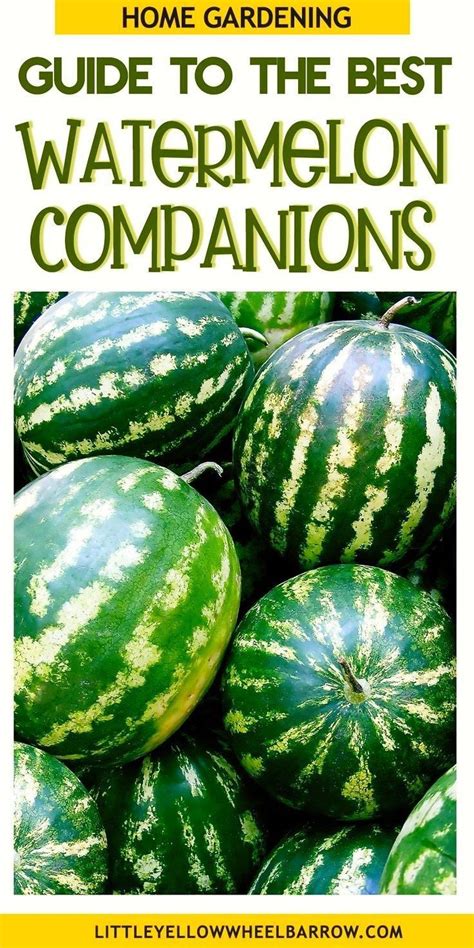 Melon Companion Plants