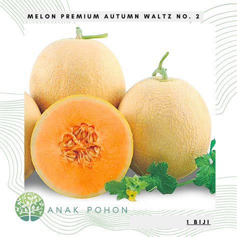 melon dan kulit halus