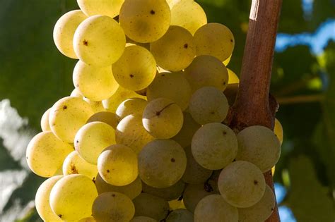 Melon De Bourgogne Grape
