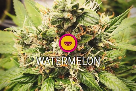 Melon Fizz Strain Info