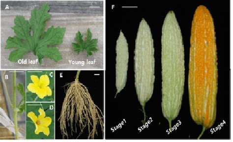 Melon Leaf Plant Stem Cells
