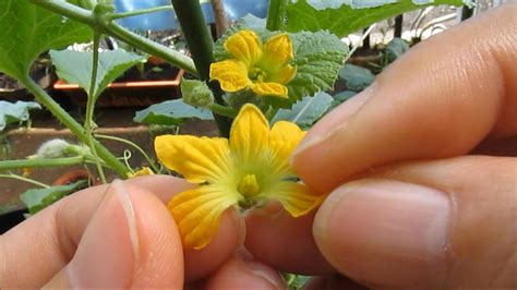 Melon Plant Pollination