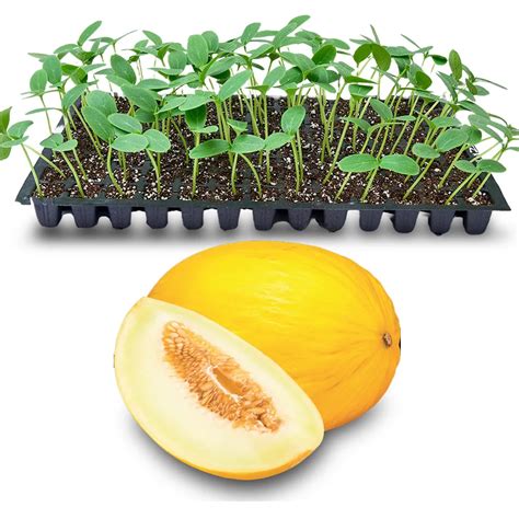 Melon Plants Seedlings