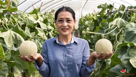 Melon Sun Requirements