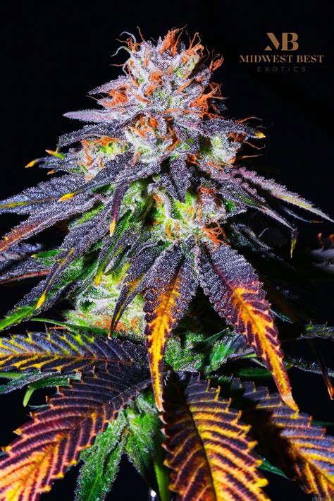 Melonade Sherbacio Strain